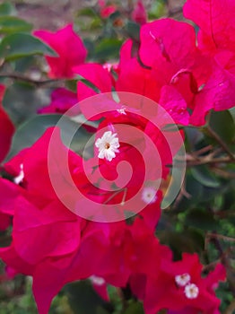 Bougainvillea flower photo